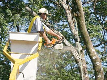 Implantação de Grama